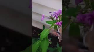 Hummingbird moth [upl. by Enneirdna]