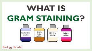 What is Gram Staining Definition Procedure Observation and Mechanism [upl. by Sletten]