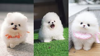 Teacup Pomeranian  Cutest Micro Pomeranian Puppies Video Compilation [upl. by Tobye210]