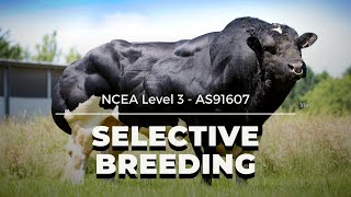 Selective Breeding  NCEA L3 Biology 2021 [upl. by Sokim]