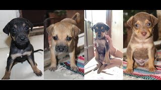 Growing stray puppies  Day 1 to 60  Mumbai [upl. by Towny]