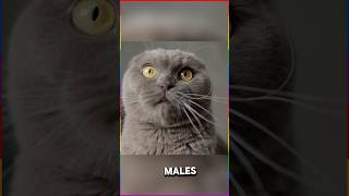 10 Surprising Facts About Male Cats You Need to Know o 12 is Amazing [upl. by Tiram]