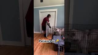 Getting A Fear Aggressive Dog Out Of His Crate dogtrainerslife dogtraining shortsviral short [upl. by Hunfredo]