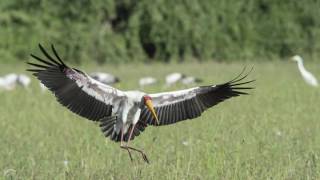 Field Research Gorongosa National Park [upl. by Yelsek]