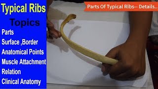 Typical Ribs Anatomy Bones Demonstration  Bangla  Square DOC [upl. by Aljan]