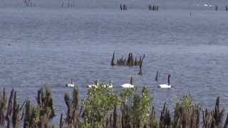 Documental quotCuello Negroquot Santuario de la naturaleza [upl. by Idram]