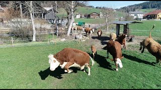 Weidestart mit Kühen und Kälber in der Schweiz 🐄🇨🇭 [upl. by Lathrop]