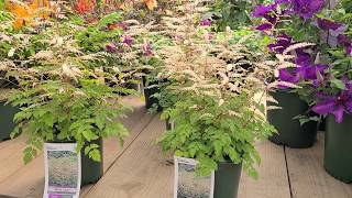 Aruncus Misty Lace Goatsbeard  GRACEFUL Perfectly Sized and Elegant Shade Loving Perennial [upl. by Bradney]