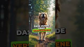 10 Unglaubliche Fakten über Hunde die Du Noch Nicht Wusstest 🐶💖 [upl. by Noda]