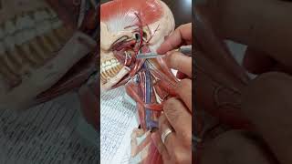 Stylohyoid and styloglossus muscles [upl. by Herbst]