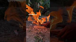 Fire spindle Horseweed hand drill fireskills handdrill [upl. by Ecneps]