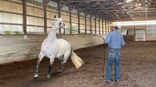 Troubled Horse needs help Accepting the Saddle Pad [upl. by Larsen745]