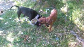 Belgian Malinois VS Amstaff 35  18 months [upl. by Barthol83]