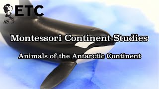 Montessori Continent Studies Animals of the Antarctic Continent [upl. by Helali]