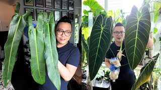 CUTTING UP MY PHILODENDRONS 😮 philodendron melanochrysum amp philodendron spiritus sancti [upl. by Reiche]