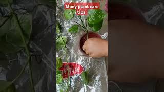 Mony plant care tips plants moneyplant moneyplantcare shorts trending garden [upl. by Omora]