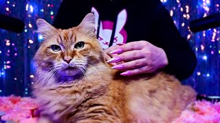 ASMR With My Cat 😻No Talking😻Purring Brushing Scratching [upl. by Hannover]