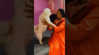 Aa gyi nannu ki mumma ❤️🧿youtubeshorts music song trending love doglover dogs viralvideo [upl. by Sherrod]