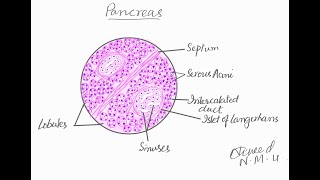 Learn to draw histological diagram of pancreas [upl. by Yhtomit]