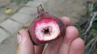 Ficus roxburghii  F auriculata Elephant Ear Fig cultivated for fruits in Malaysia [upl. by Ennairak]