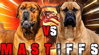 Boerboel vs Bullmastiff  Bullmastiff vs Boerboel  Powerful Guard Dog  Billa Boyka [upl. by Franck221]