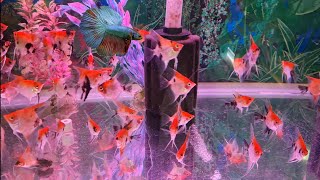 Can angelfish and betta fish live together can male betta and angelfish share the same fish tank [upl. by Bunnie984]