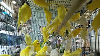 spain Lutino budgie watch amp enjoy friends birds parrot budgies viral finches [upl. by Jaala]