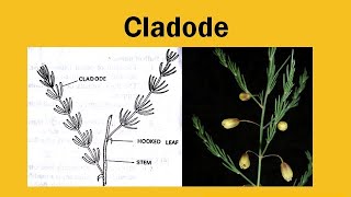 Cladode [upl. by Rainah]