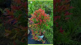 syzygium plant  plantinfo [upl. by Artimas540]