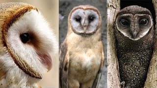 Calls of Various Tyto Owls [upl. by Ramraj622]