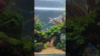 Neon tetra fish neontetrafish youtube aquarium [upl. by Yves]