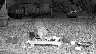 A fox and a hedgehog peacefully having supper together in my garden so lovely to watch [upl. by Cigam]