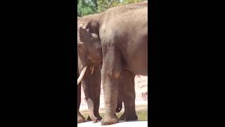 Elephantszoological park Athens [upl. by Binni377]