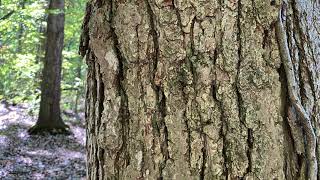 Quercus bicolor Fagaceae swamp white oak [upl. by Jaan908]