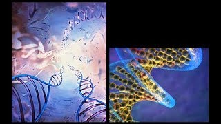 آخرمعلومة Les ADN polymérases chez les eucaryotes [upl. by Washko333]