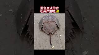 【动物科普  搞笑】蓝色血液的古老海洋生物：鲎！海洋生物 神奇动物 野生动物 [upl. by Feune]