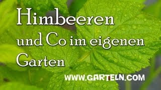 Tipps für Himbeeren und Co im eigenen Garten [upl. by Eahsed]