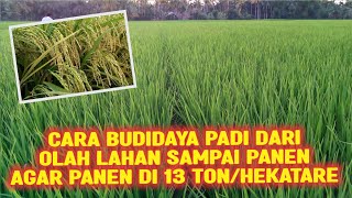 CARA BUDIDAYA PADI DARI OLAH LAHAN SAMPAI PANEN AGAR PANEN DI 13 TON PER HEKTARE [upl. by Bonnes]