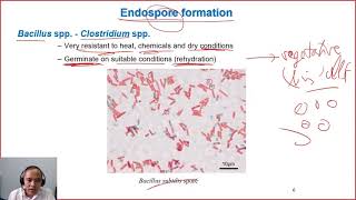 C502 sporeforming bacteria Dairy technology [upl. by Aener]