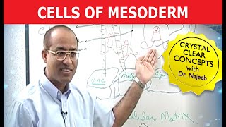 Cells of Mesoderm  Mesenchyme  Funny Clip 😄 [upl. by Broddy56]