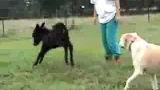 Miniature Donkey Baby at Play [upl. by Tollman703]