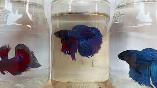 Siamese fighting fish Fighter Fish Life  Part 06 fish trending [upl. by Shivers]