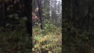 Close Call  Bull Archery Moose Hunt Ignace Ontario Canada [upl. by Oisor42]