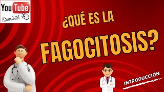 18 ¿Qué es la fagocitosis Curso básico [upl. by Booma]