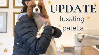 LUXATING PATELLA UPDATE  Cavalier King Charles Health [upl. by Ysset]