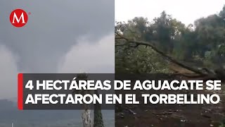 Torbellino deja estragos en huertos de aguacate en Michoacán [upl. by Helali]