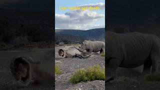 Lions vs Rhinos A Battle for Survivalwildlife viralvideo shortsfeed shortvideo lion safari [upl. by Arreip]