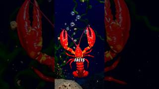 Lobsters The Ocean’s Longevity Champions Here’s Why 🦞🌌 lobster marinelife [upl. by Gerrald]