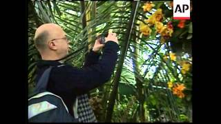 Orchid show opens in New York [upl. by Tahp]