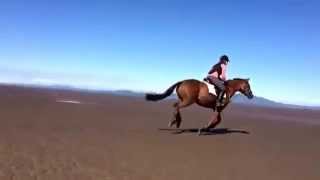 Horse Canter Slow Motion Beach Slow Mo 3 beat Gait [upl. by Ona681]